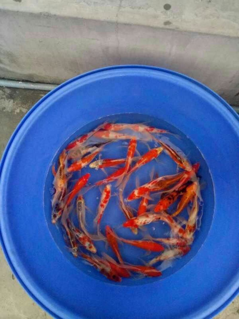 锦鲤鱼苗日本锦鲤，昭和红白三色，品质漂亮，欢迎订购