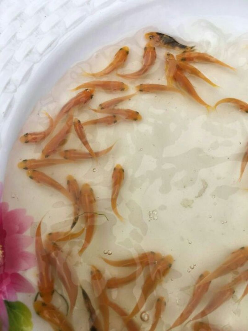 锦鲤鱼苗日本锦鲤，昭和红白三色，品质漂亮，欢迎订购