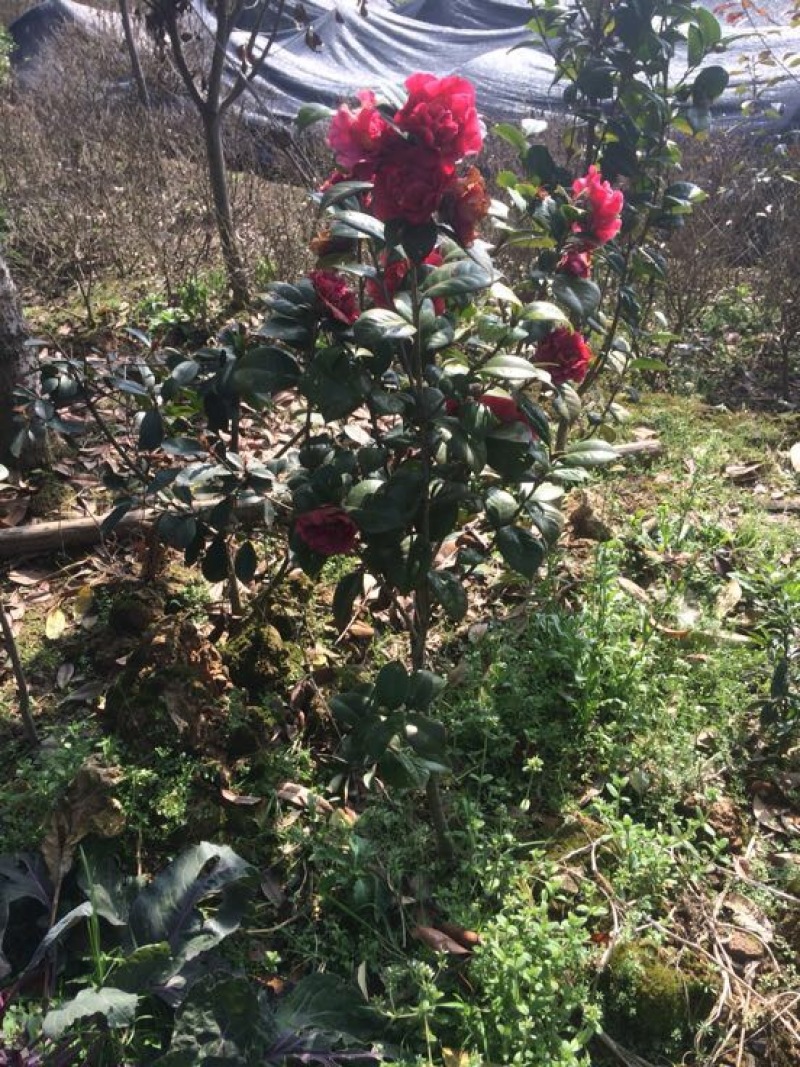 茶花苗100cm，当年种植可开花，农户直销。