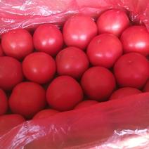 硬粉西红柿，弧三以上，硬粉，量大，质量好。