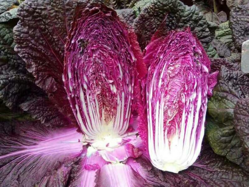 紫裔韩国进口紫白菜种子中熟口感好紫色白菜种子1000粒