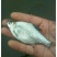草鱼苗人工养殖8~10cm