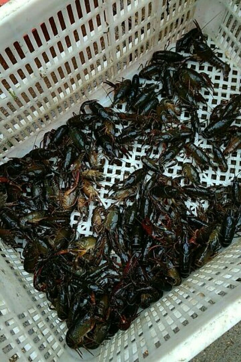小龙虾食用4-6钱（20-30克）活虾稻田套养
