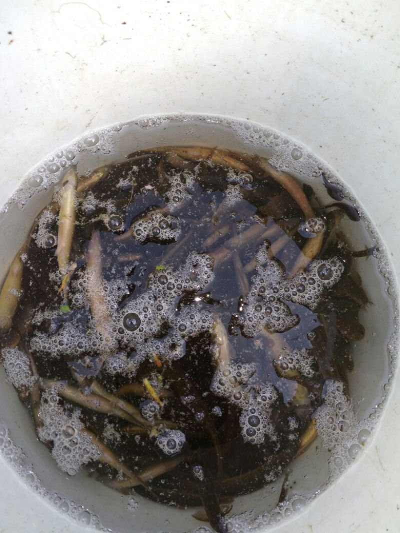 小龙虾食用4-6钱（20-30克）活虾稻田套养