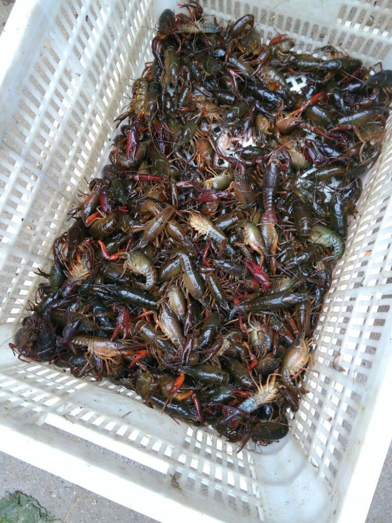 小龙虾食用4-6钱（20-30克）活虾稻田套养