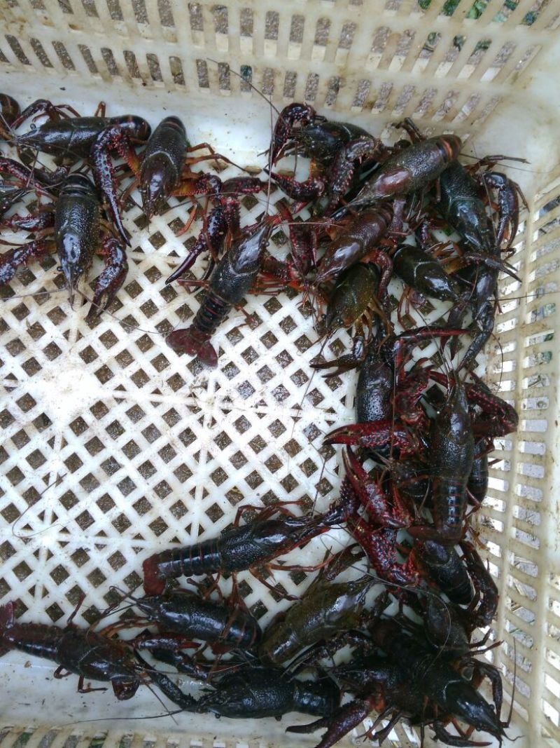 小龙虾食用4-6钱（20-30克）活虾稻田套养