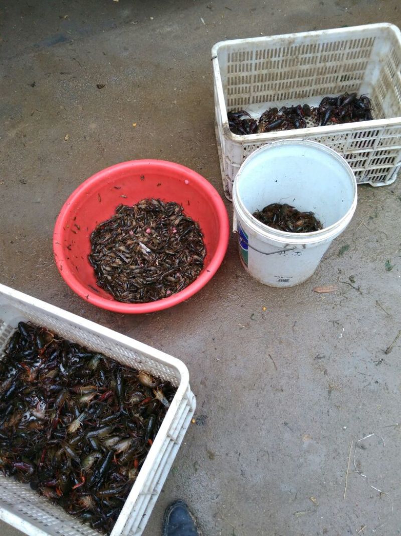 小龙虾食用4-6钱（20-30克）活虾稻田套养