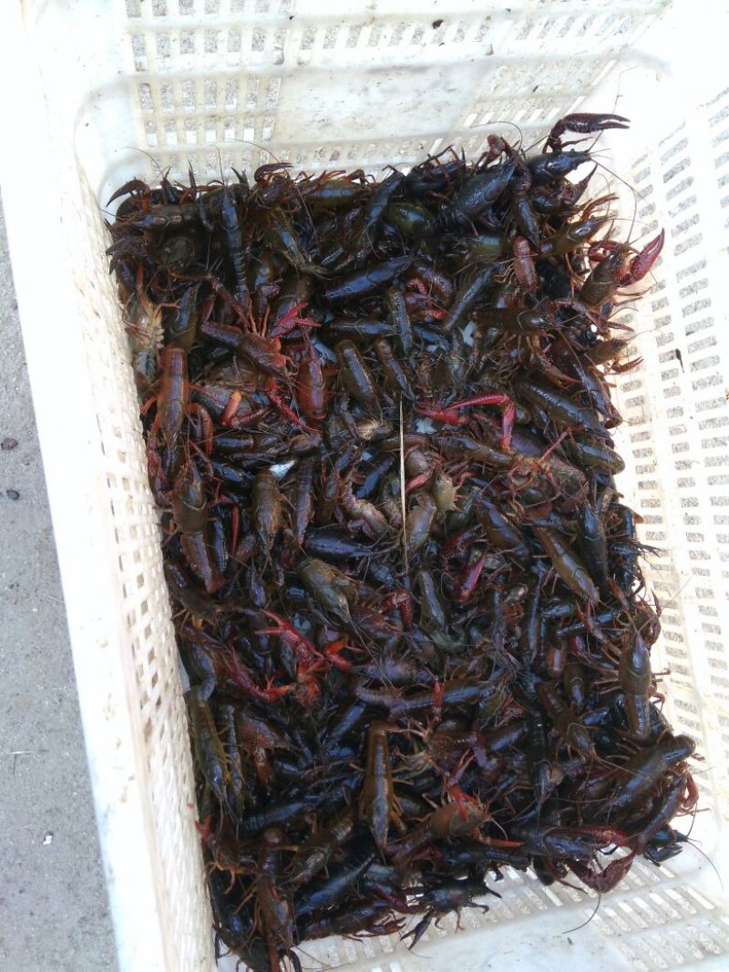 小龙虾食用4-6钱（20-30克）活虾稻田套养