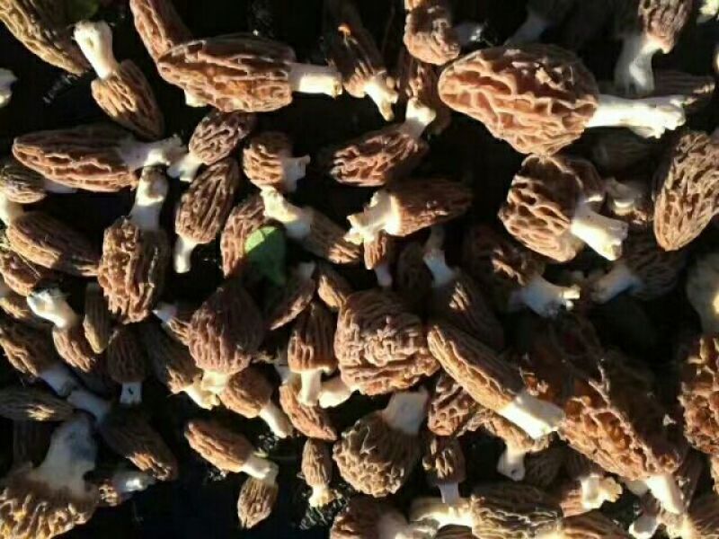 羊肚菌中上通货
