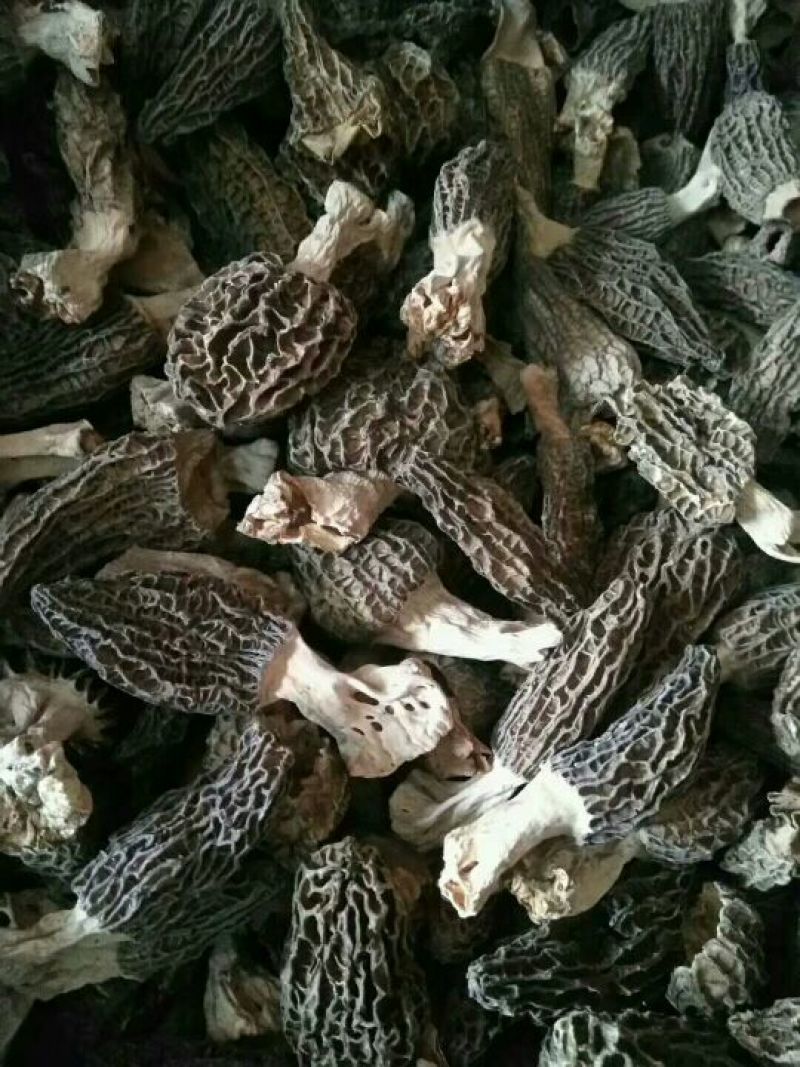 羊肚菌中上通货