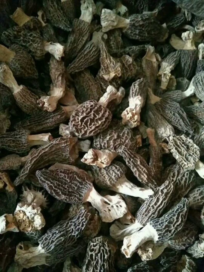 羊肚菌中上通货