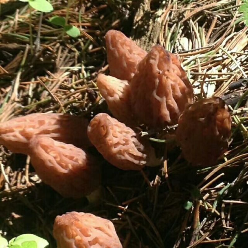 羊肚菌中上通货