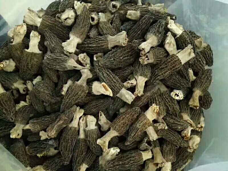 羊肚菌中上通货