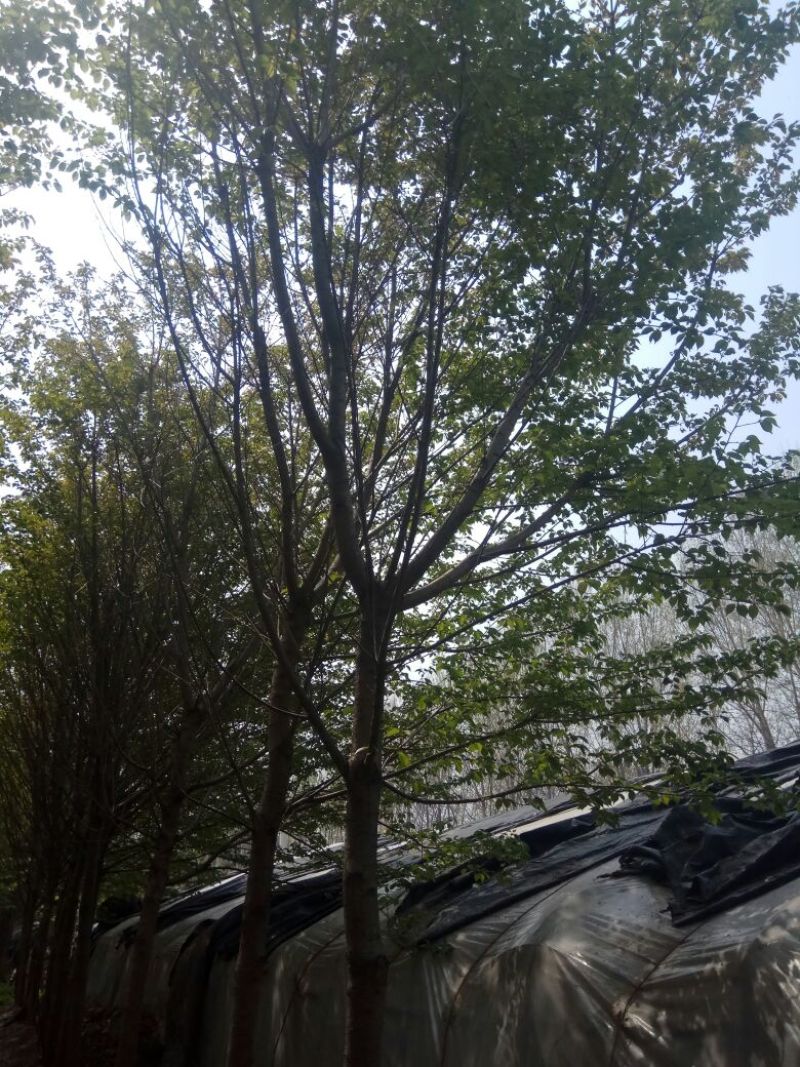 樱花树6~8cm