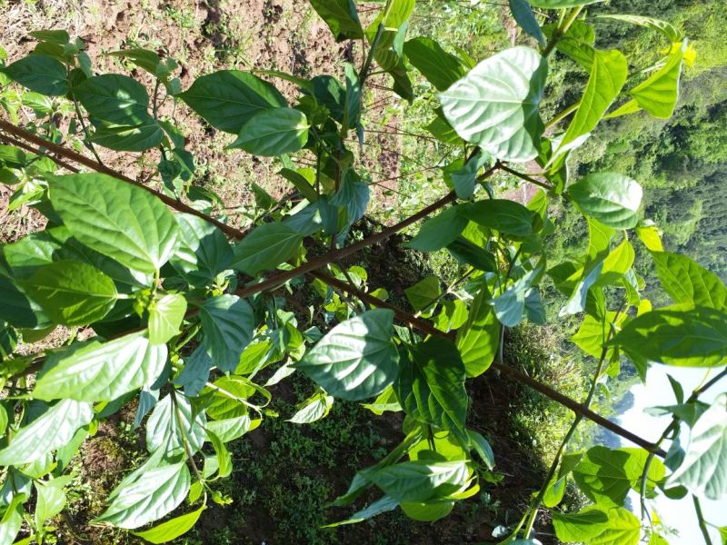 臭黄荆臭黃荊叶