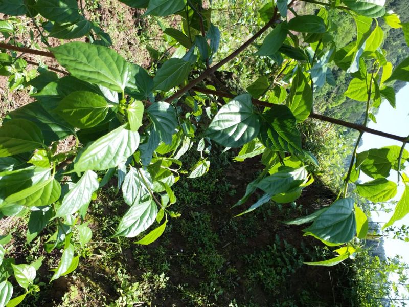 臭黄荆臭黃荊叶