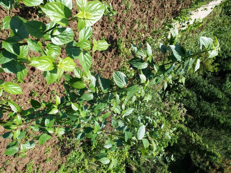 臭黄荆臭黃荊叶