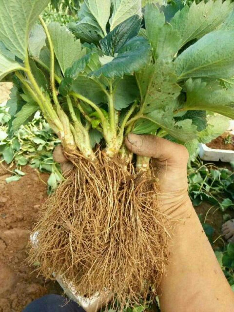 红颜草莓苗10~20cm