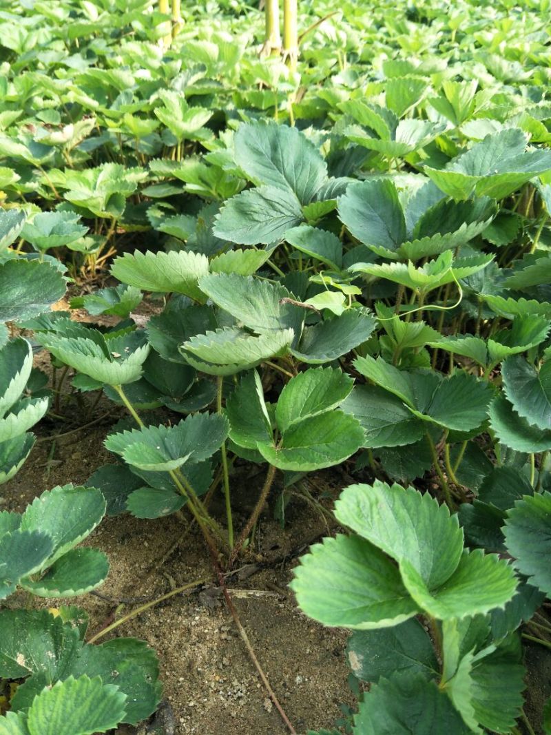 甜宝草莓苗10~20cm