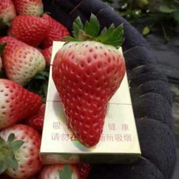 甜查理草莓苗10~20cm