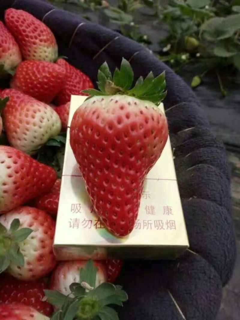 甜查理草莓苗10~20cm