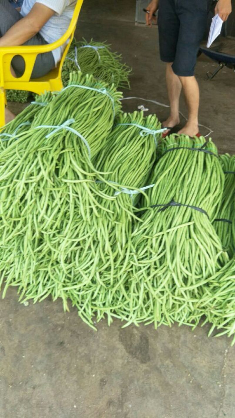 长豆角30厘米以上，现已大量上市中，欢迎订购