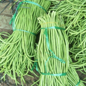 长豆角30厘米以上，现已大量上市中，欢迎订购