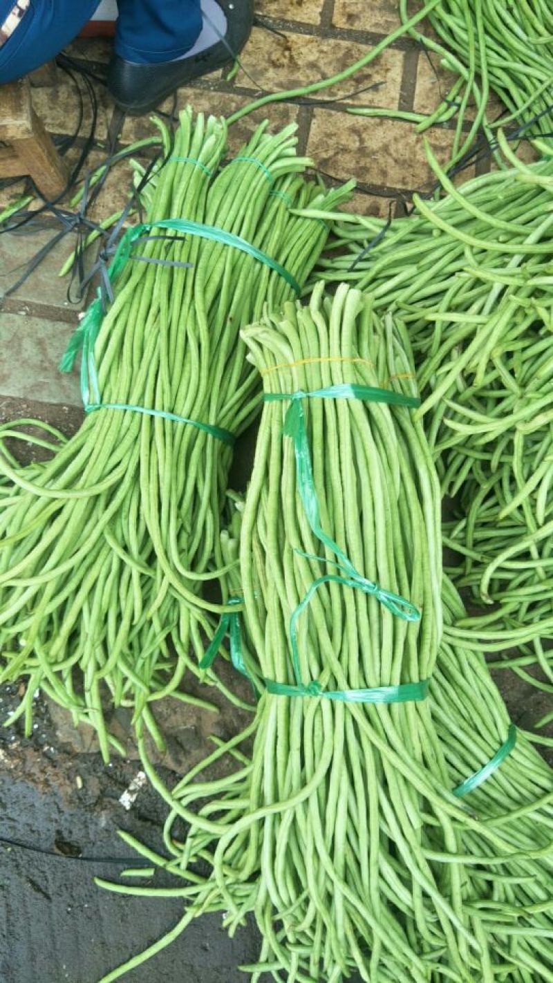 长豆角30厘米以上，现已大量上市中，欢迎订购
