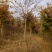 朴树2.5~3m14~16cm