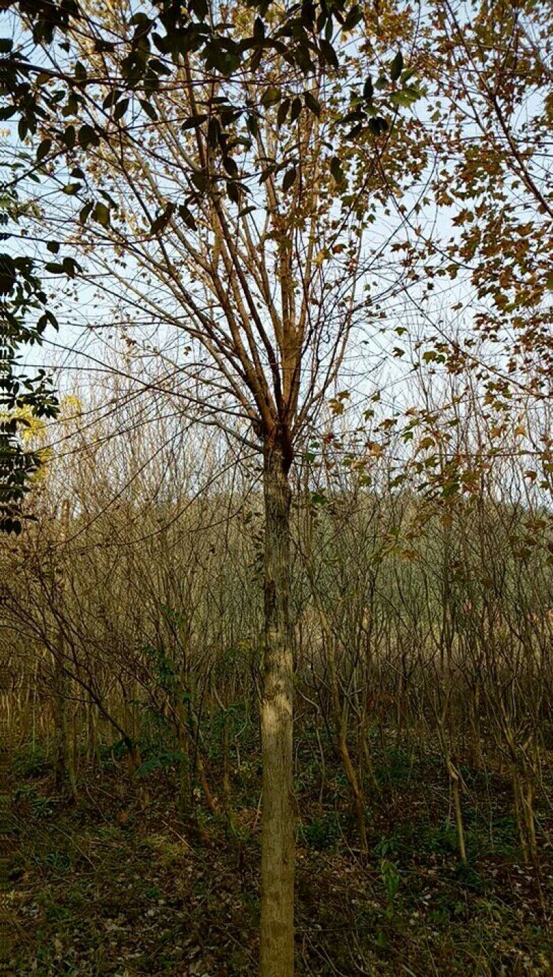 朴树2.5~3m14~16cm