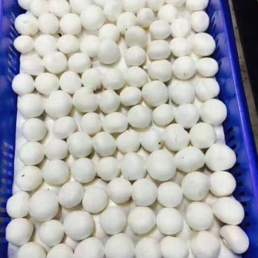 双孢菇