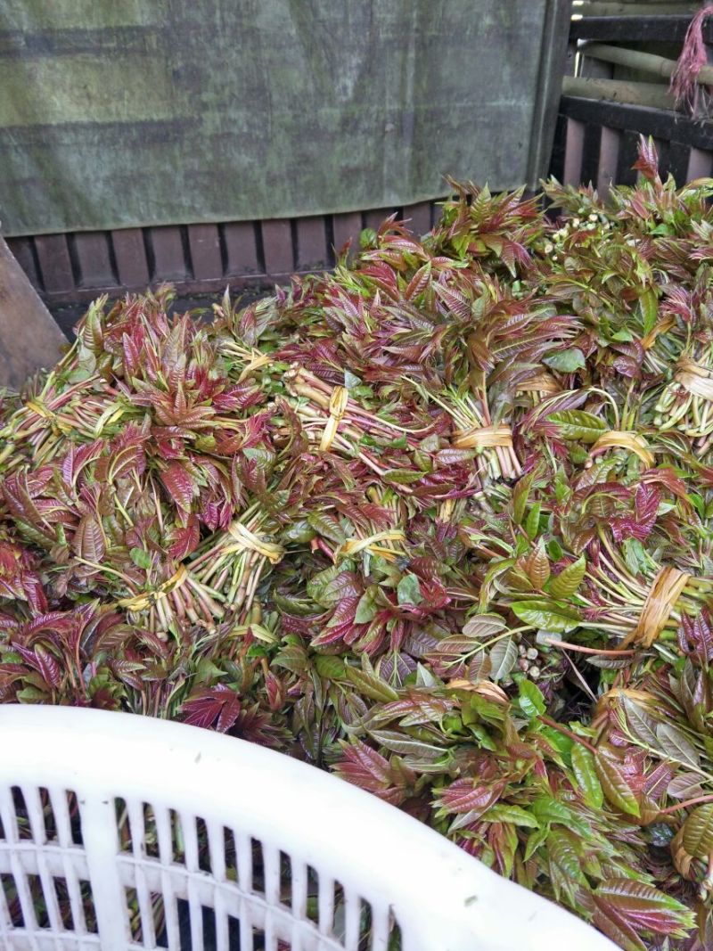 干香椿优质嫩芽