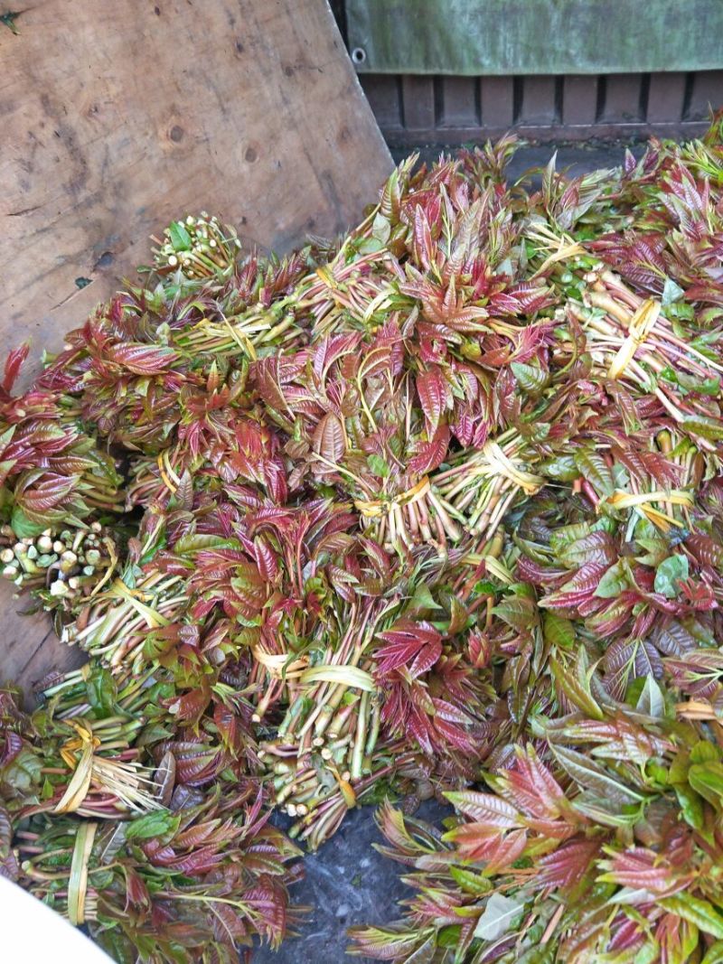 干香椿优质嫩芽