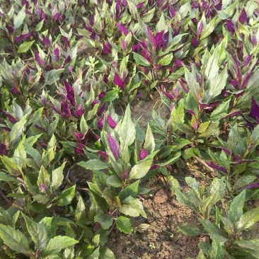 紫背天葵菜种苗观音菜红凤菜血皮菜根阳台盆栽蔬菜四季