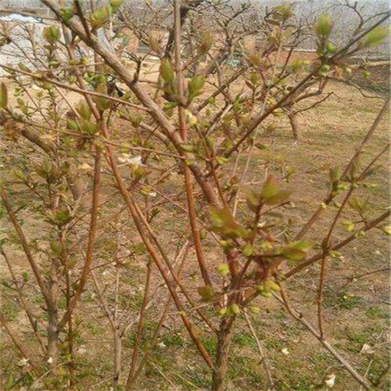 健身果种苗无核杈杷果苗产量成活率高相思果种苗基地