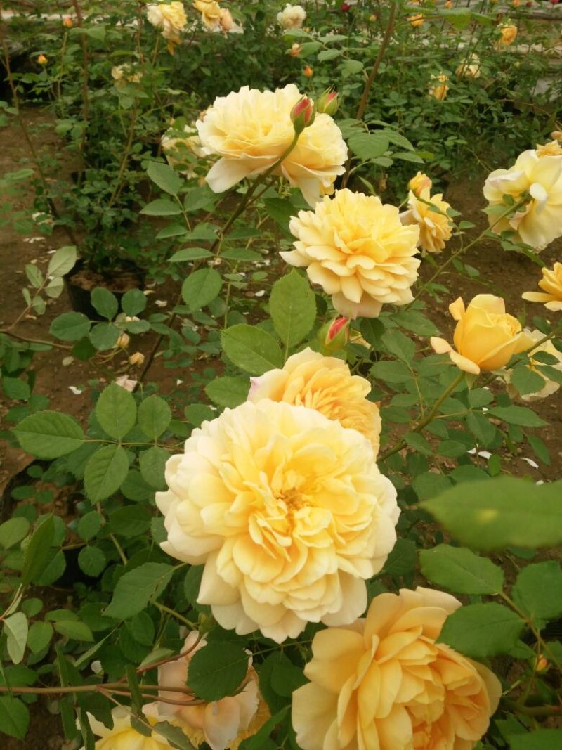 欧洲月季10~20cm