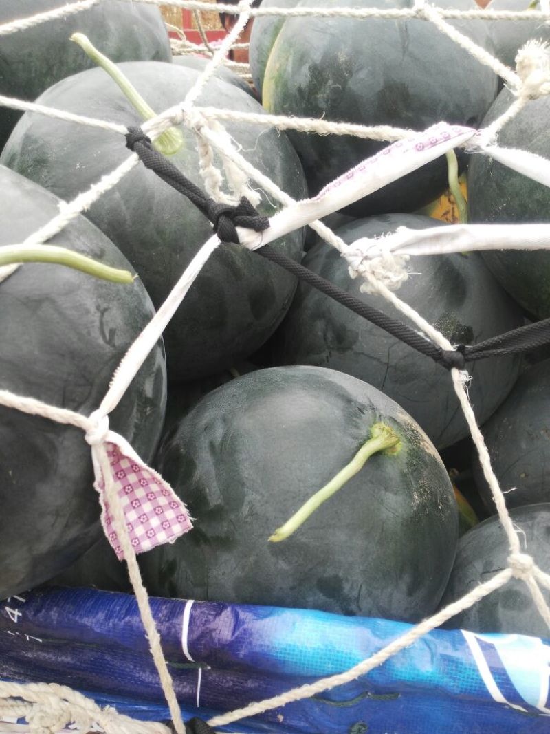 黑皮无籽西瓜10斤打底9成熟1茬
