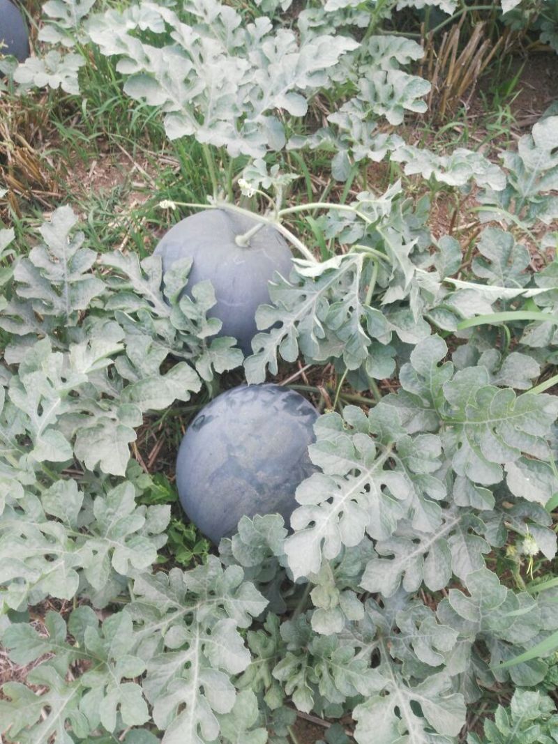 黑皮无籽西瓜10斤打底9成熟1茬