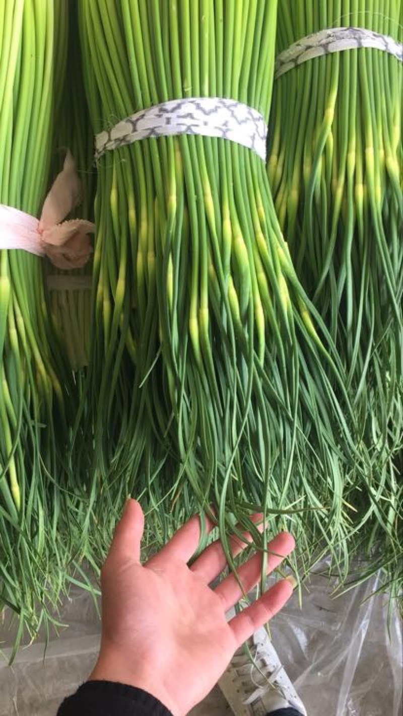 蒜薹江苏精品蒜薹产地上市对接商超各大平台量大从优