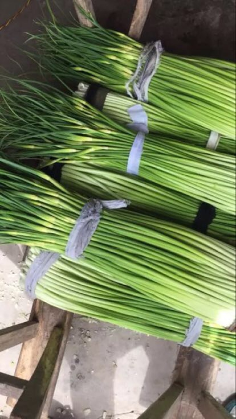 蒜薹江苏精品蒜薹产地上市对接商超各大平台量大从优