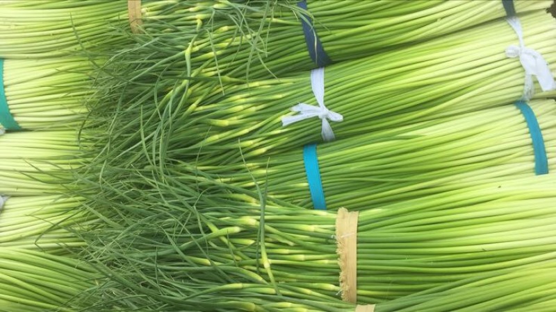 蒜薹江苏精品蒜薹产地上市对接商超各大平台量大从优