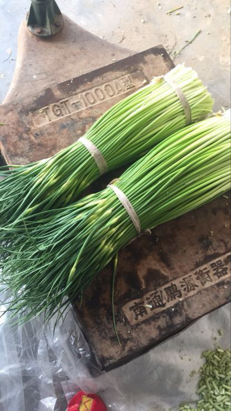 蒜薹江苏精品蒜薹产地上市对接商超各大平台量大从优