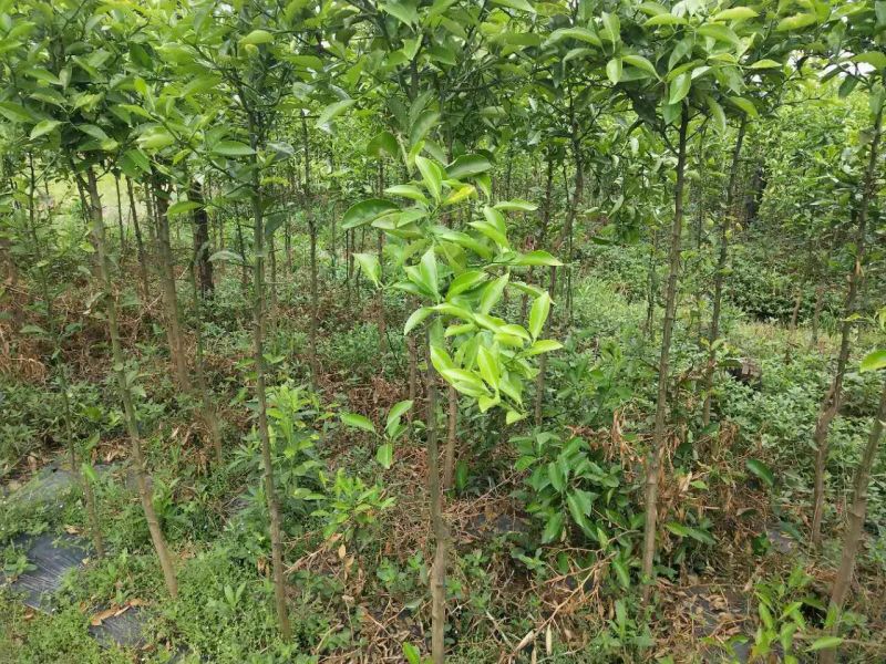 江西商洲2年枳壳苗，药性高