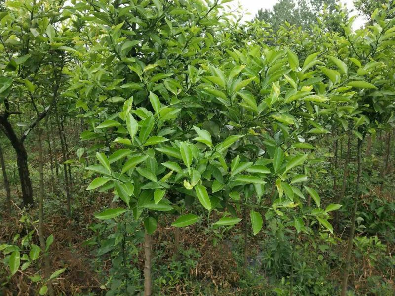 江西商洲2年枳壳苗，药性高