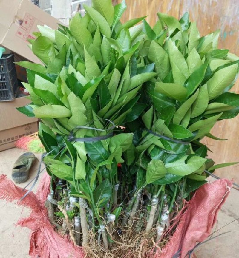 沃柑苗30~50cm