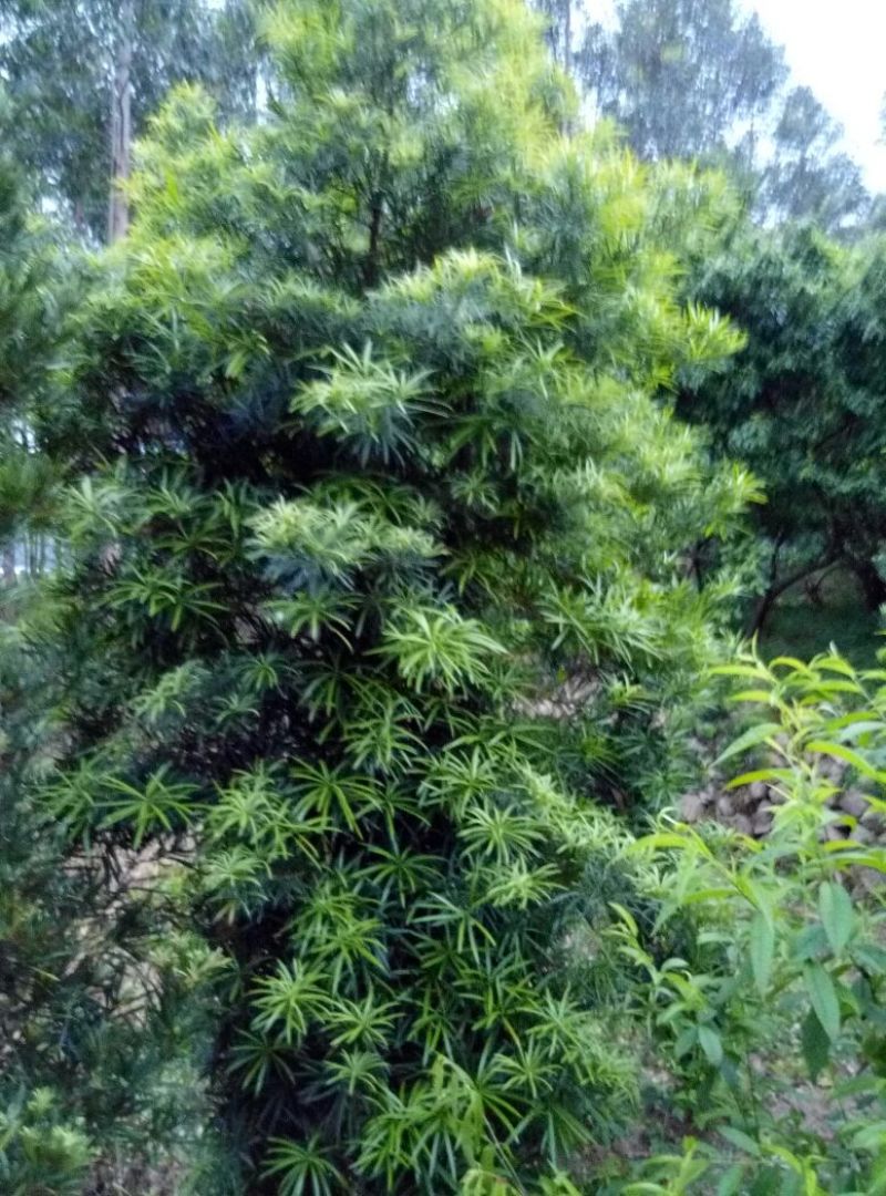 雀舌罗汉松6~8cm4~6cm2.5~3米