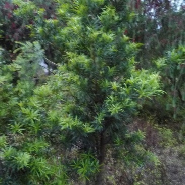 雀舌罗汉松6~8cm4~6cm2.5~3米