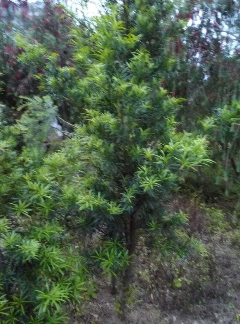 雀舌罗汉松6~8cm4~6cm2.5~3米