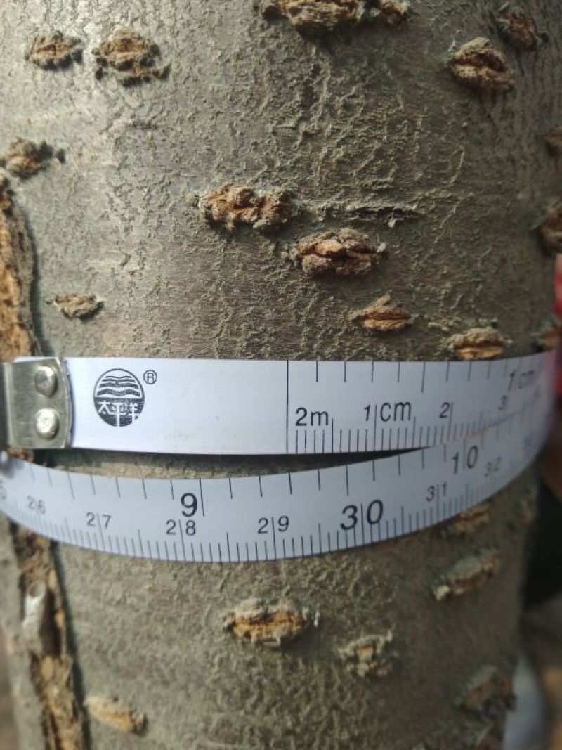 晚樱10cm