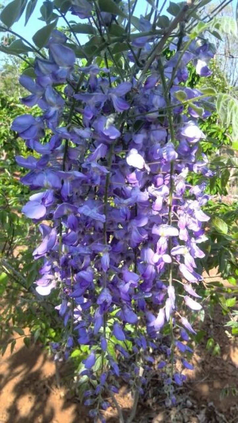 晚樱10cm